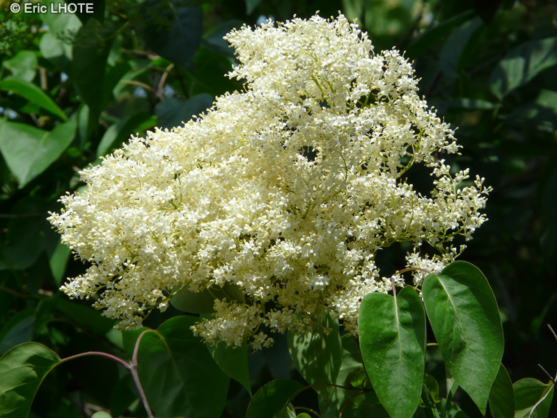  - Syringa pekinensis - 
