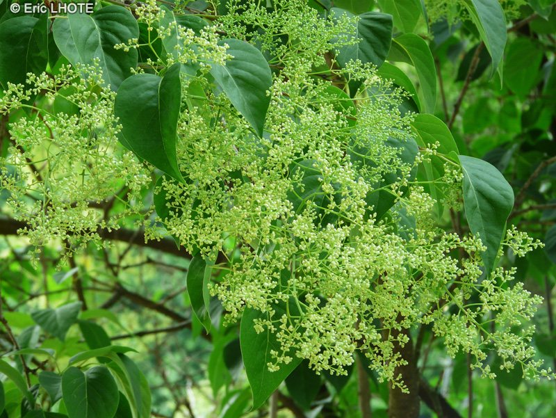 Oleaceae - Syringa pekinensis - Lilas du Japon, Lilas de P&eacute;kin
