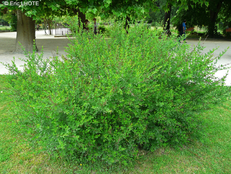  - Syringa persica Laciniata - 