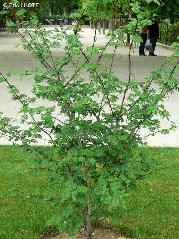 Oleaceae - Syringa pinnatifolia - Pinnate Lilac