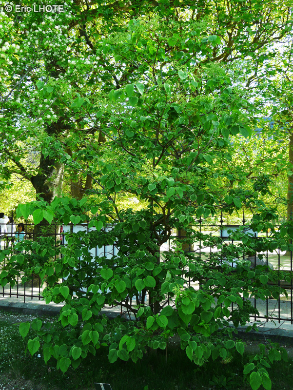 Oleaceae - Syringa reticulata var. Mandschurica - Lilas de Mandchourie