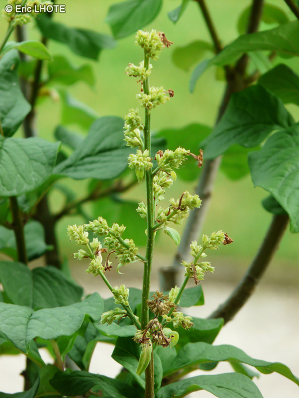  - Syringa villosa - 