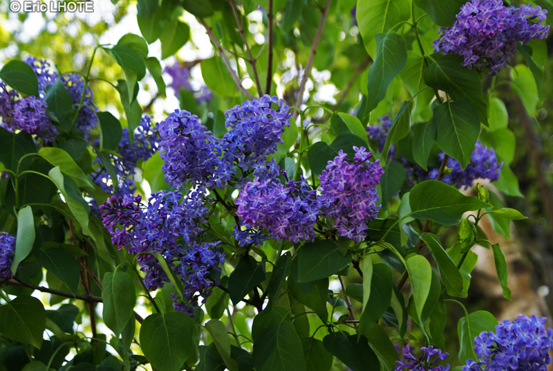  - Syringa vulgaris - 