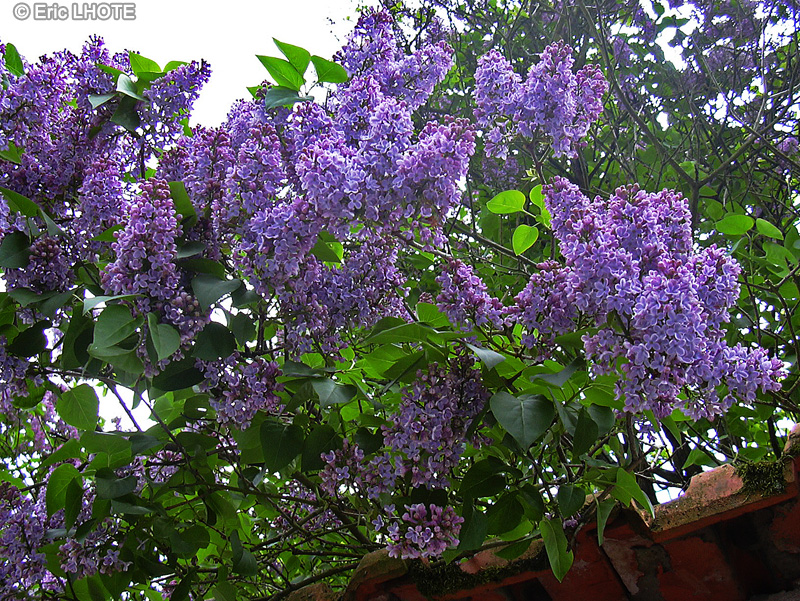  - Syringa vulgaris - 
