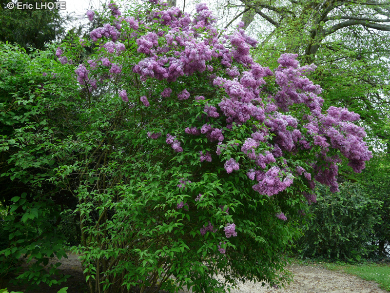  - Syringa vulgaris - 