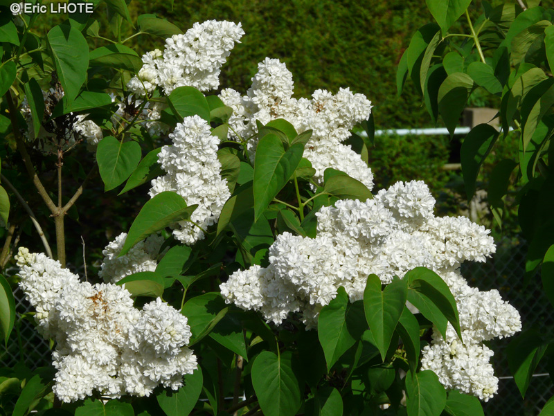  - Syringa vulgaris - 