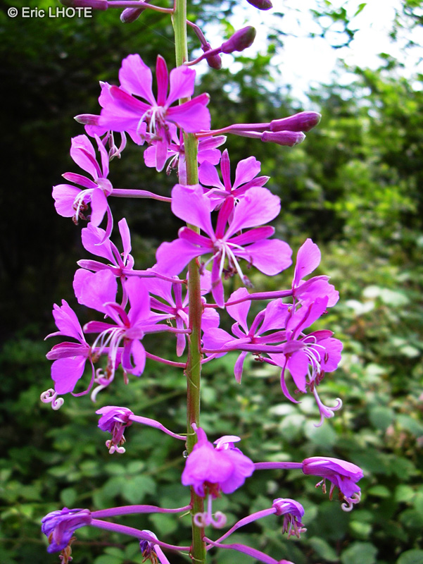  - Epilobium angustifolium - 