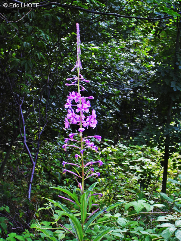  - Epilobium angustifolium - 