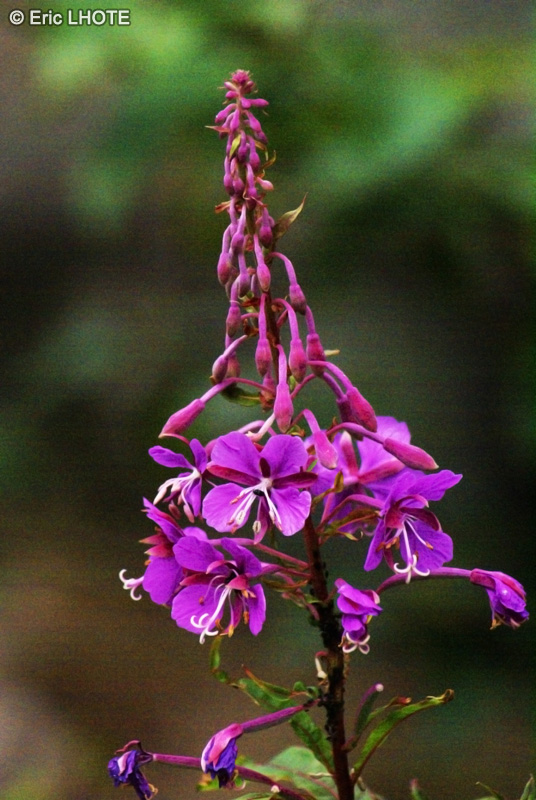  - Epilobium angustifolium - 