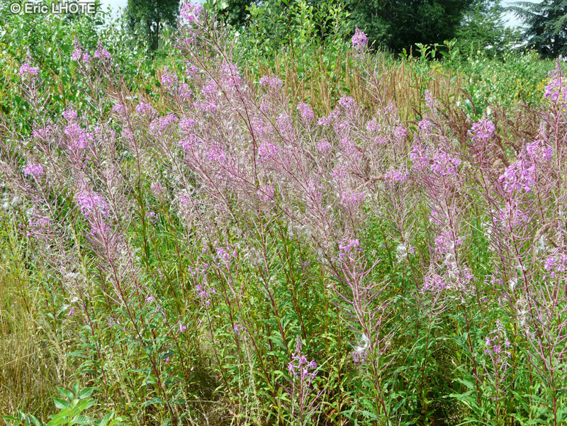  - Epilobium angustifolium - 