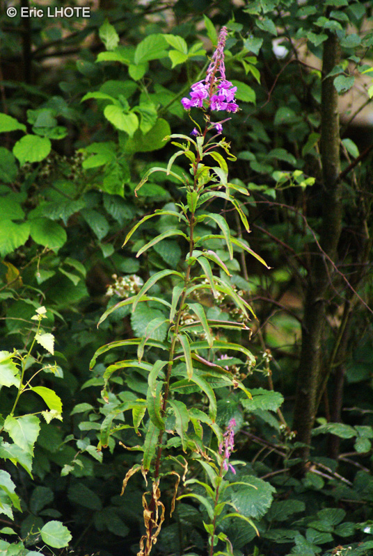 Onagraceae - Epilobium angustifolium - Epilobe en épi