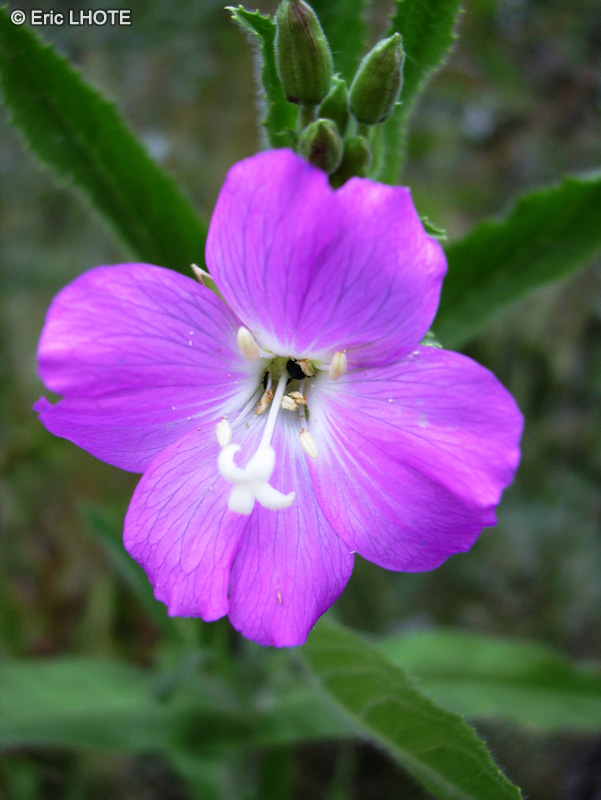  - Epilobium hirsutum - 