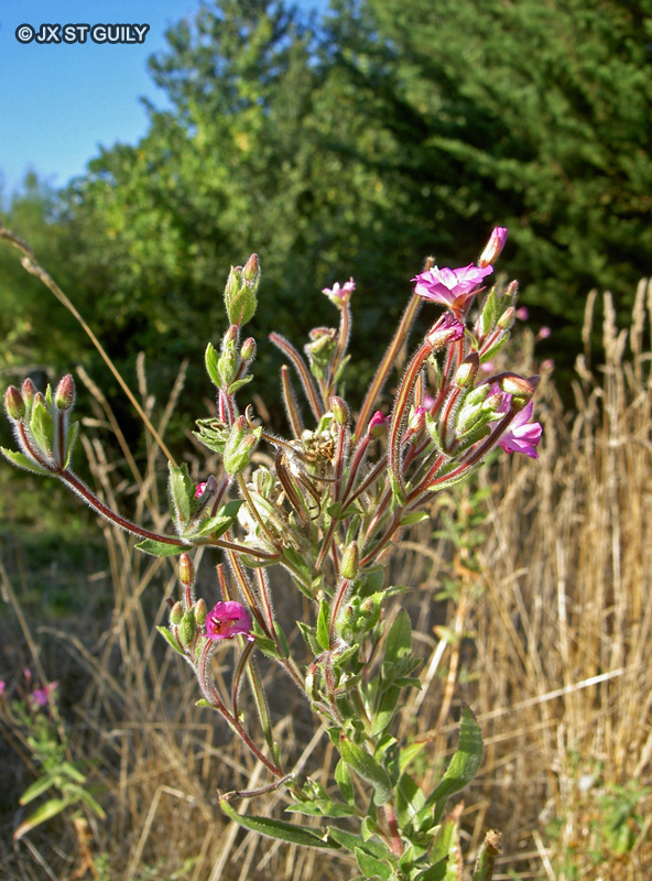  - Epilobium hirsutum - 