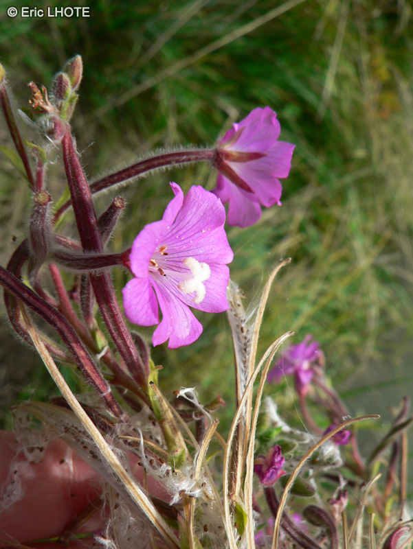  - Epilobium hirsutum - 