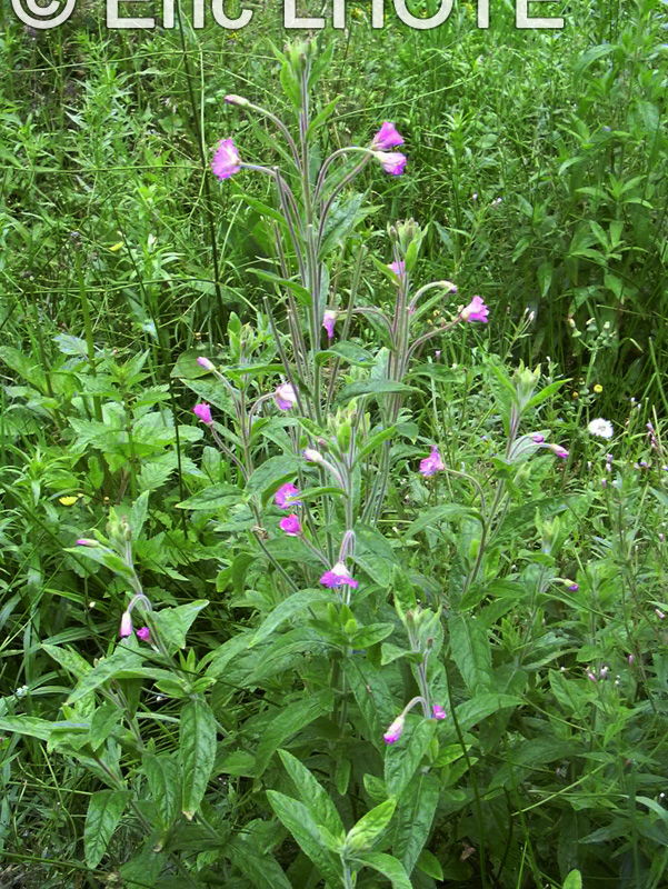  - Epilobium hirsutum - 