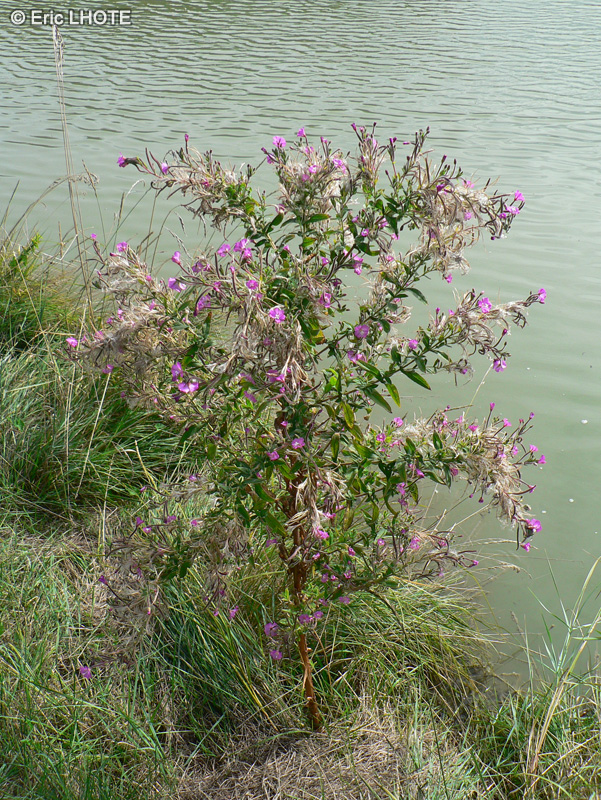  - Epilobium hirsutum - 