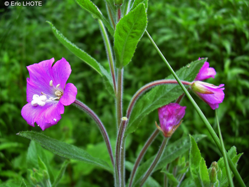 Onagraceae - Epilobium hirsutum - Epilobe velu