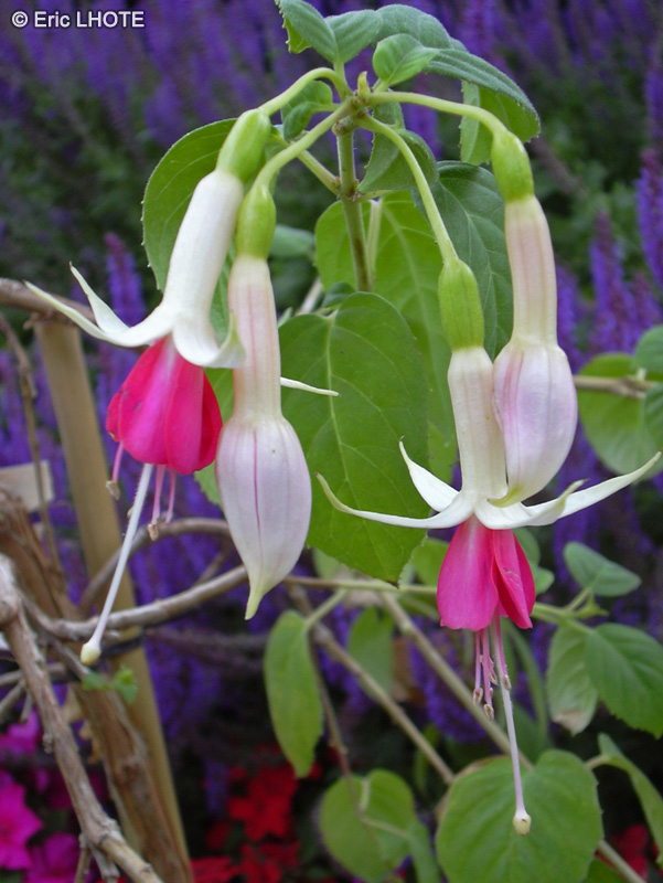 Onagraceae - Fuchsia Rose de Castille - Fuchsia