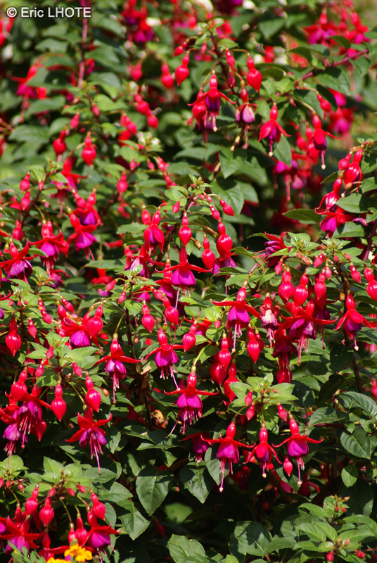 - Fuchsia magellanica - 