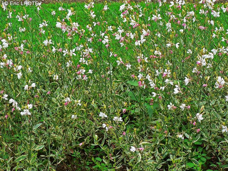  - Gaura lindheimeri - 