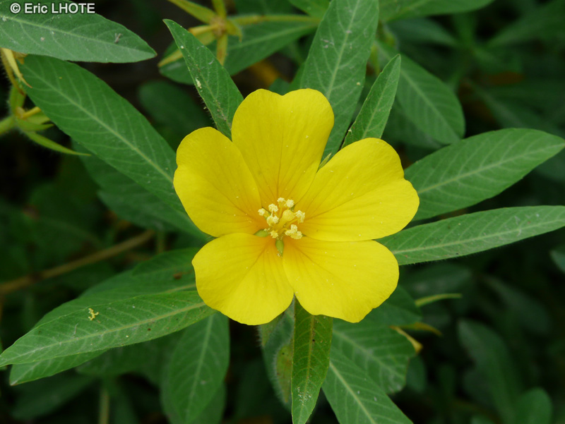  - Ludwigia grandiflora - 