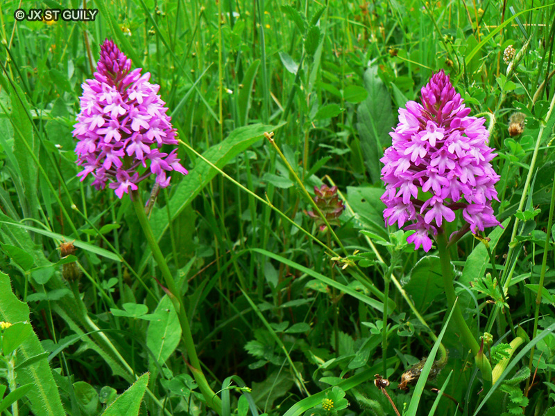Orchidaceae - Anacamptis pyramidalis - Orchis Pyramidal