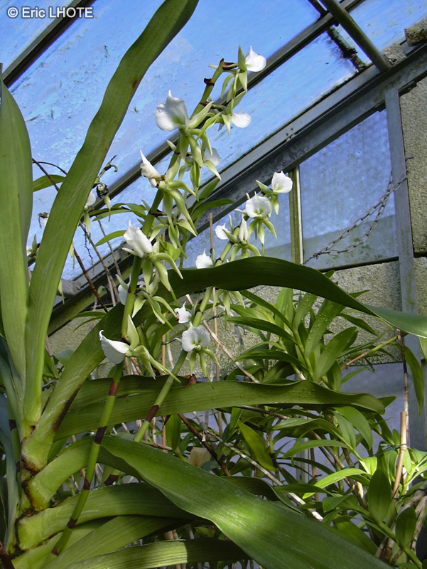  - Angraecum eburneum - 