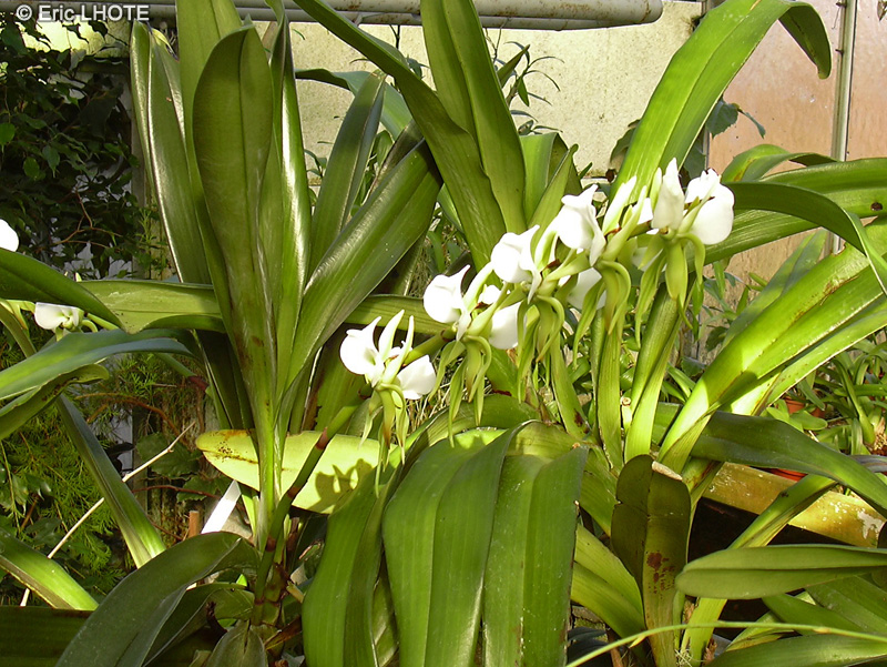  - Angraecum eburneum - 