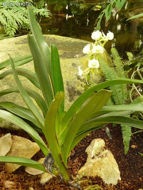  - Angraecum gyriamae - 