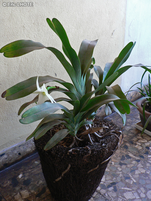  - Angraecum sesquipedale - 