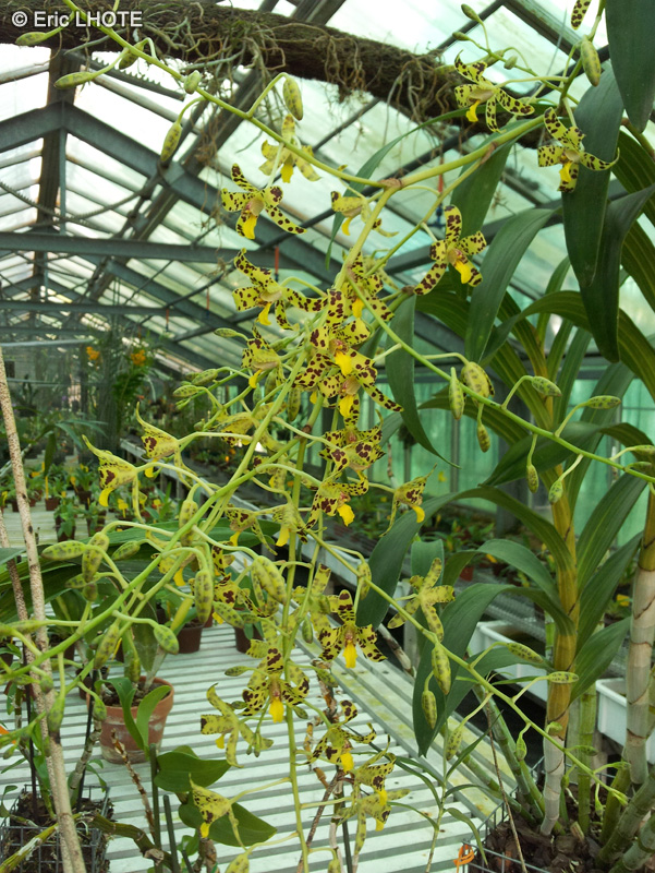 Orchidaceae - Ansellia africana concolor - Orchidée léopard