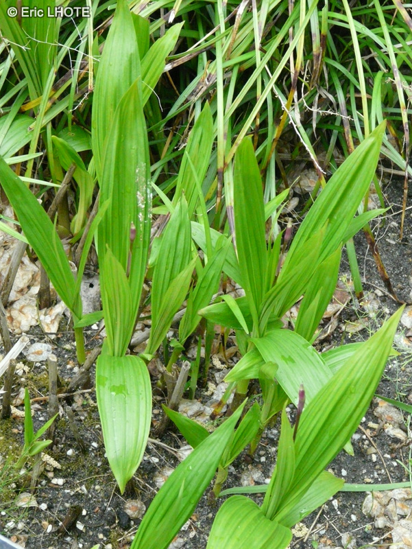 Orchidaceae - Bletilla hyacinthina - Orchidée Jacynthe