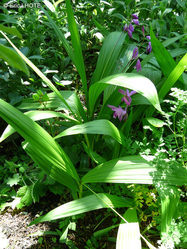  - Bletilla striata - 