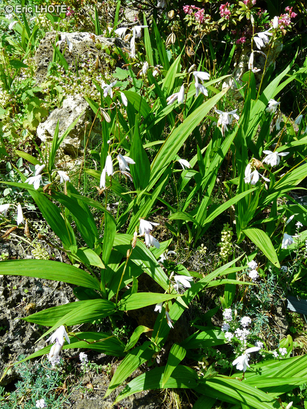  - Bletilla striata - 