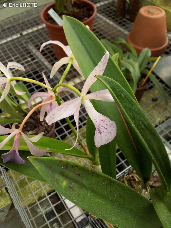  - Brassocattleya Makai Mayumi - 