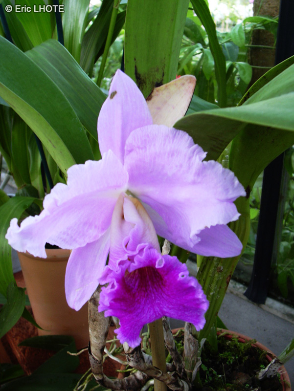  - Cattleya x - 