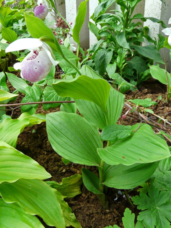  - Cypripedium reginae - 
