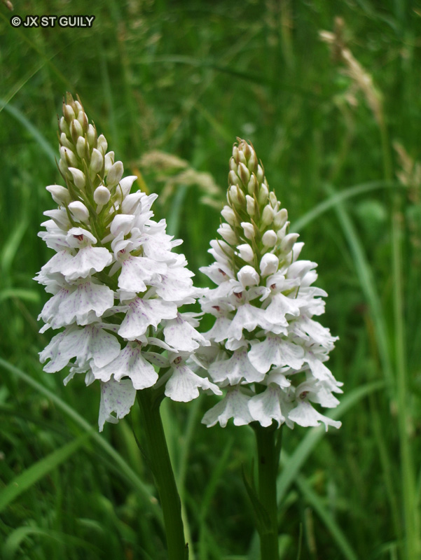  - Dactylorhiza maculata - 
