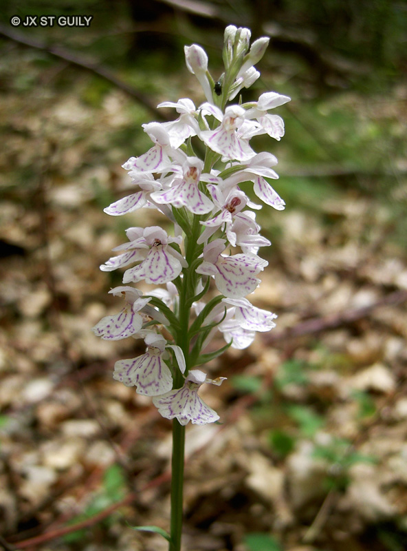  - Dactylorhiza maculata - 