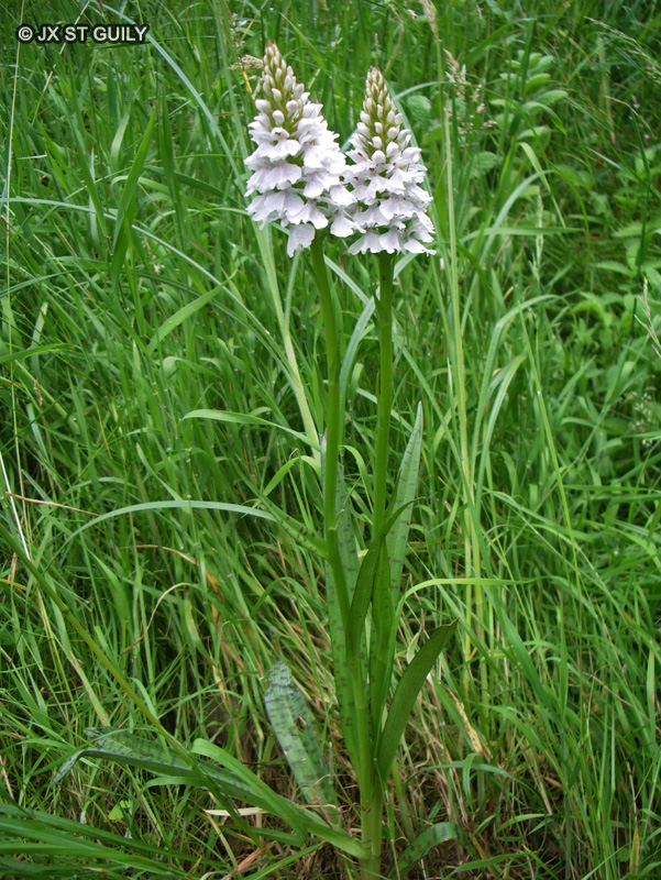 Orchidaceae - Dactylorhiza maculata - Orchis tacheté