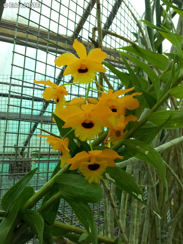  - Dendrobium fimbriatum - 