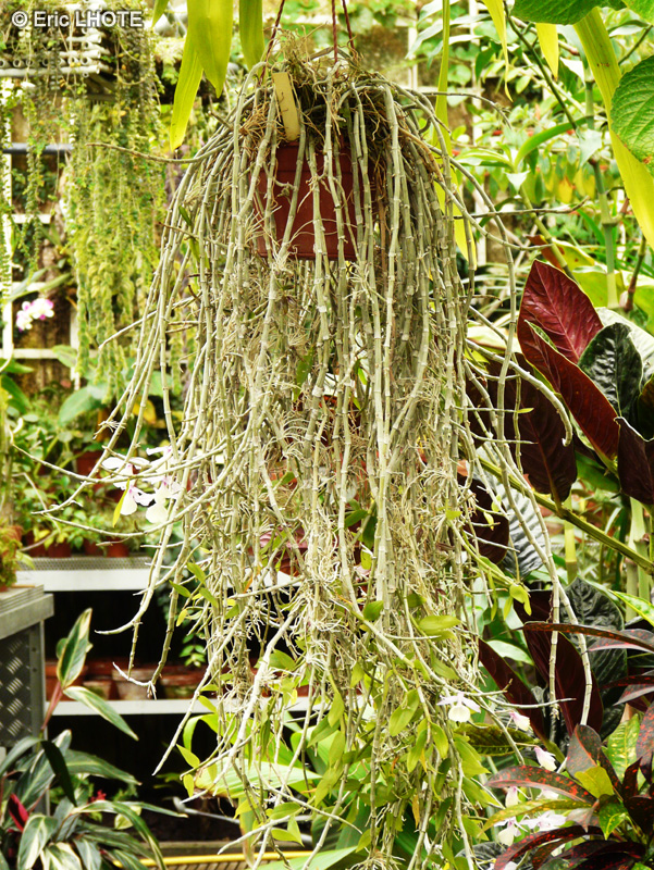  - Dendrobium pierardii, Dendrobium aphyllum - 