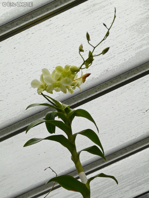 Orchidaceae - Dendrobium x nobile - Dendrobium, Orchidée Bambou