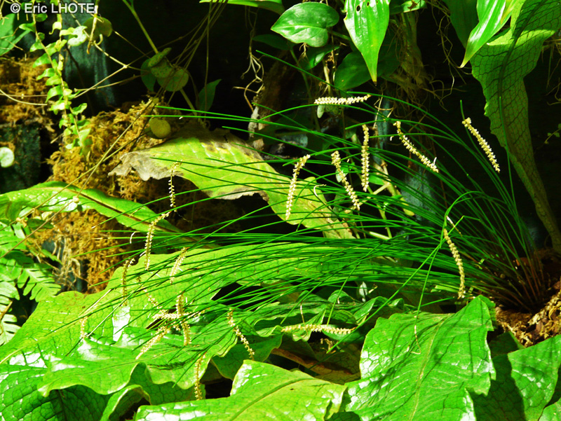  - Dendrochilum penelum - 
