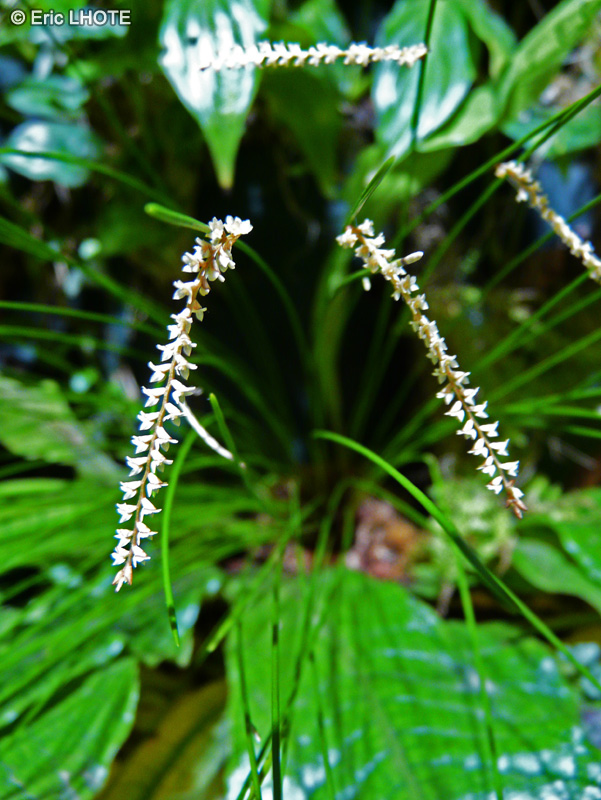  - Dendrochilum penelum - 