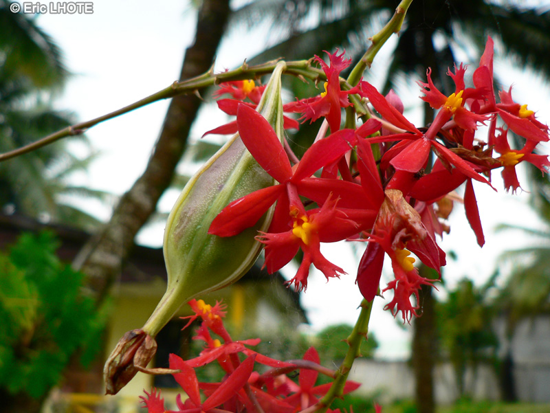  - Epidendrum ibaguense - 