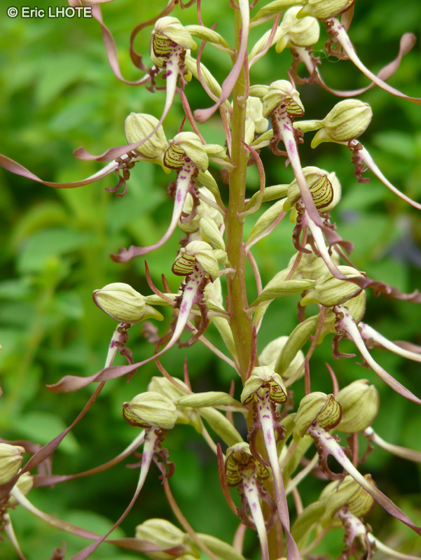  - Himantoglossum hircinum - 