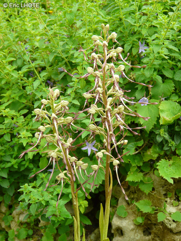 Orchidaceae - Himantoglossum hircinum - Orchis bouc