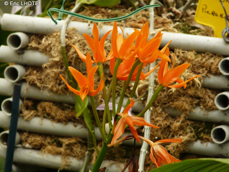 Orchidaceae - Laeliocattleya Chit Chat Tangerine, Cattleya aurantiaca x Laelia coronet - Laeliocattleya