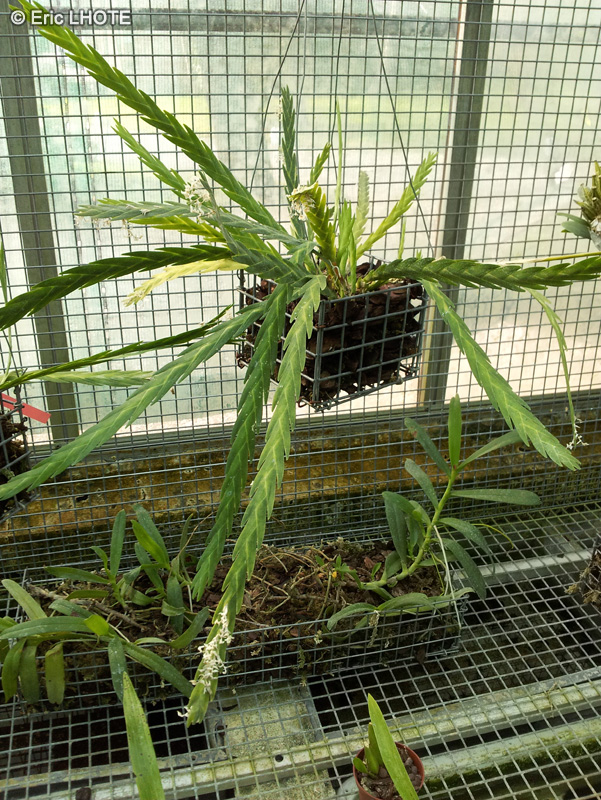 Orchidaceae - Lockhartia lunifera - Lockhartia